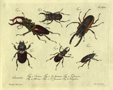 hand colored plate featuring six bugs from Natursystem