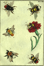 hand colored plate with six bees