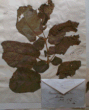 An infected dried leaf and herbarium sheet.