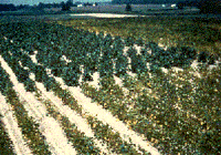 Image of soybean plants.