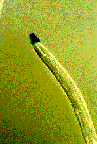 Image of a soybean cyst nematode juvenile that has been induced to secrete substances from its stylet.
