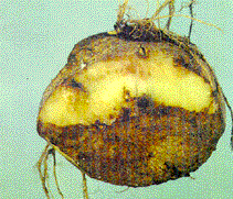 Picture of potato tuber infected by late-blight.