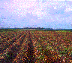 Picture of a potato field in Sampon County, NC destroyed by pathogens.