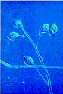 Picture of sporangia.