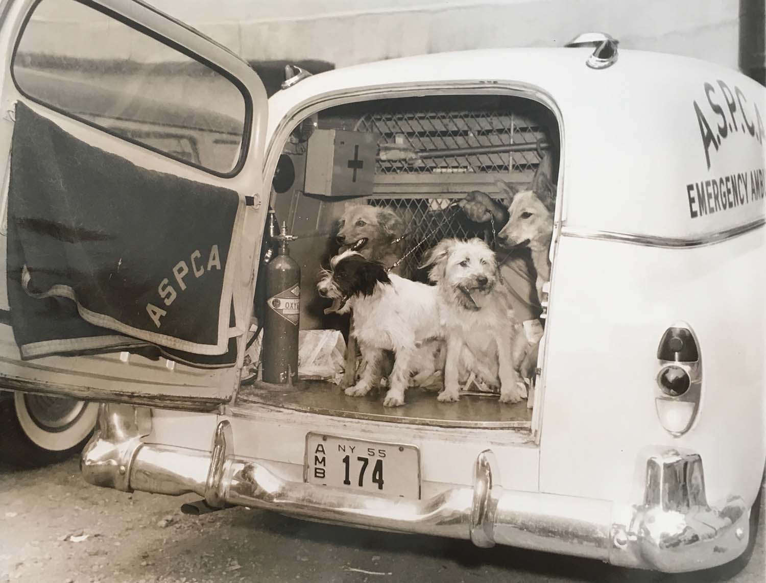 Stray dogs in ASPCA ambulance arrive at Leone's restaurant for lunch to launch Disney's "Lady and the Tramp", 1955