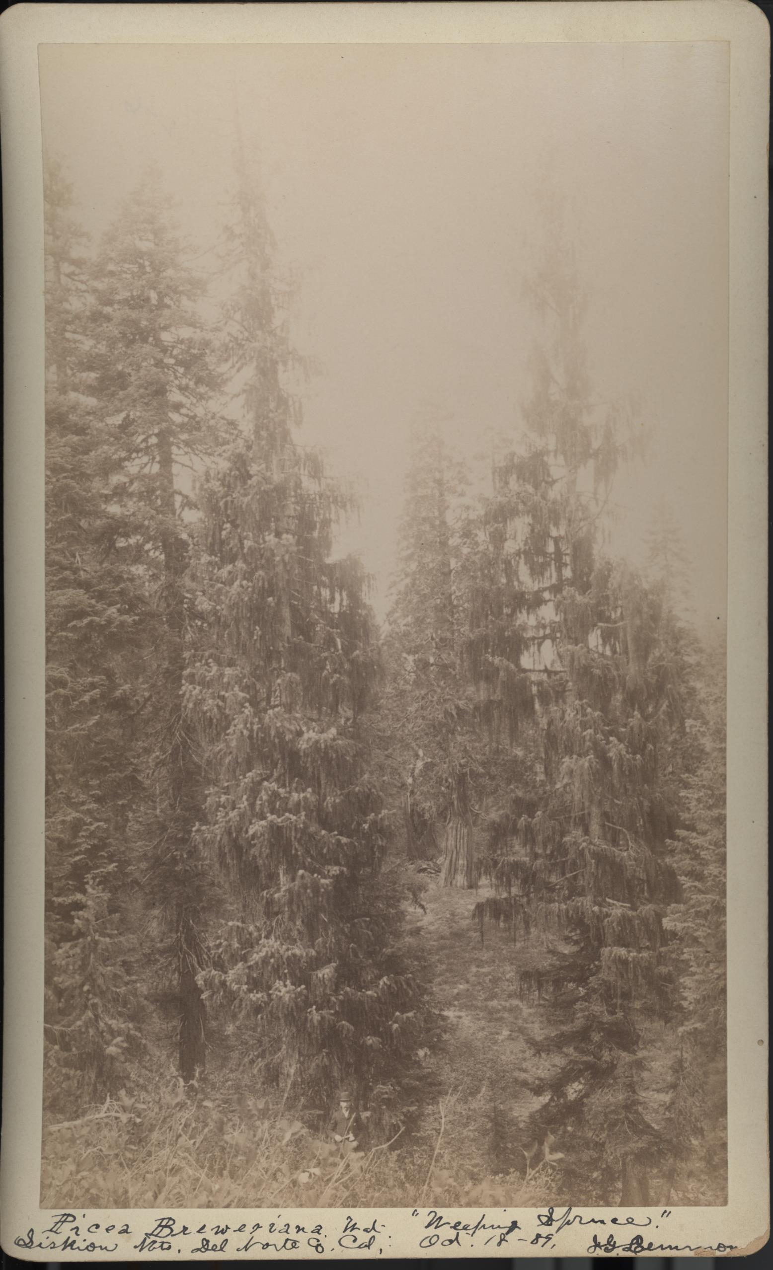 A sepia photograph on a 5.25"x8.5" piece of cardstock depicting Weeping Spruce trees in a forested area. Photographed by J.G. Lemmon.