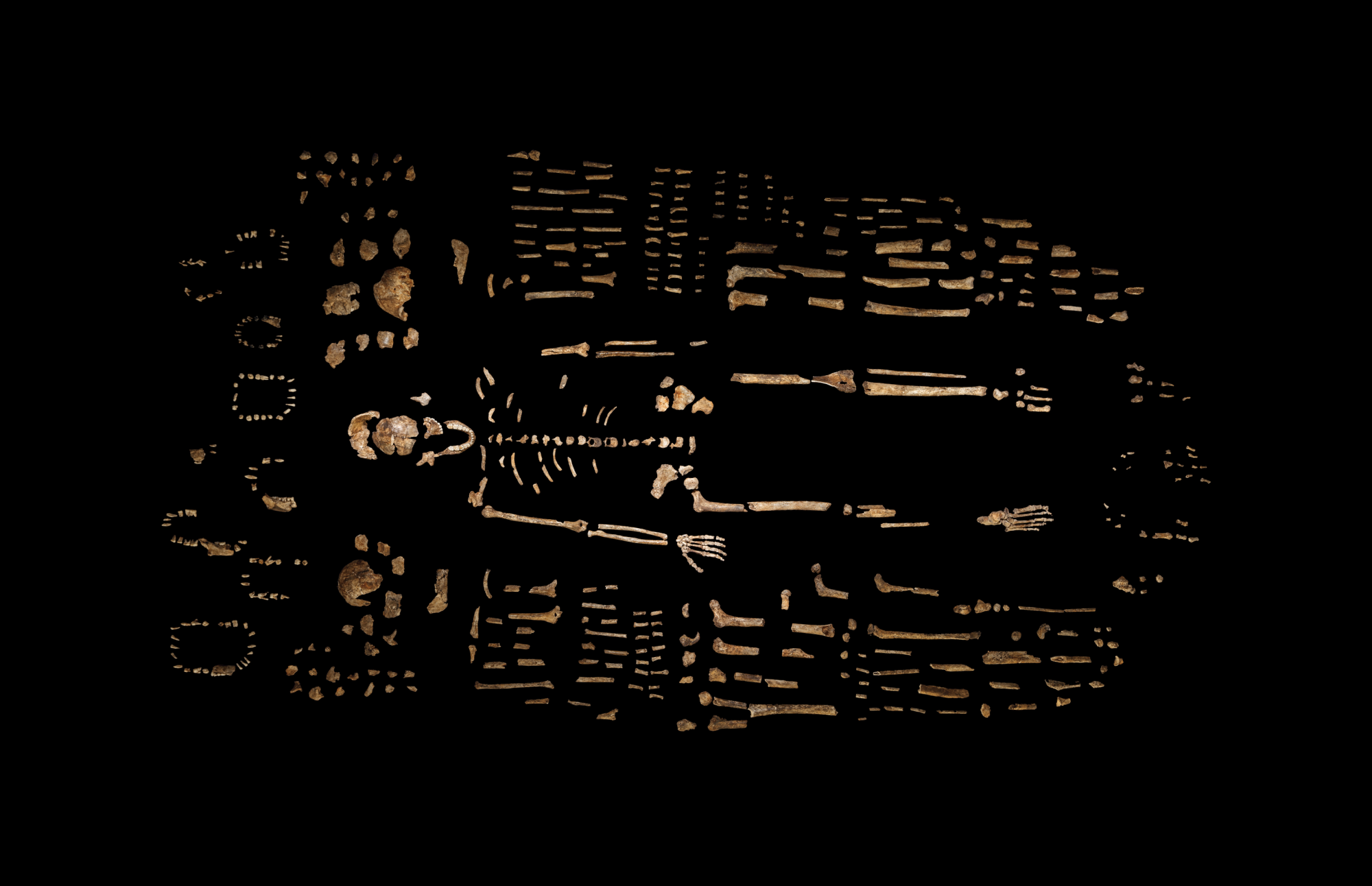 Image of Homo naledi 