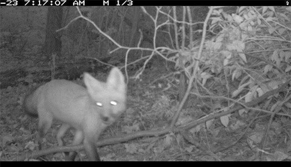 Featured fox in the Wolfpack Citizen Science Challenge.