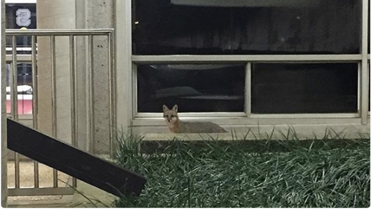 A fox outside Sullivan Hall in a photo contributed by Instagram user Noah Brewer.