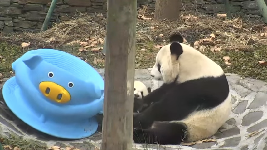 Giant Panda on the right hand side of screen with a smaller panda 