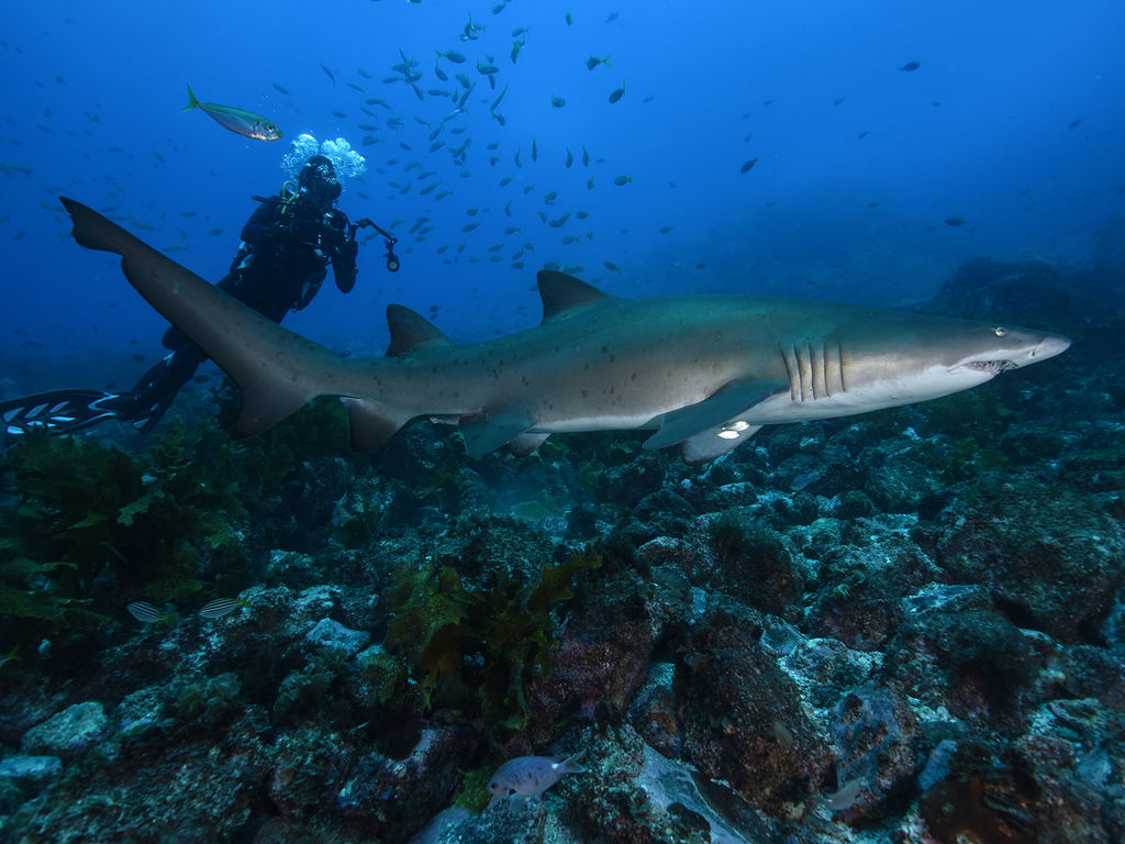 Photo of diver swimming with a shark