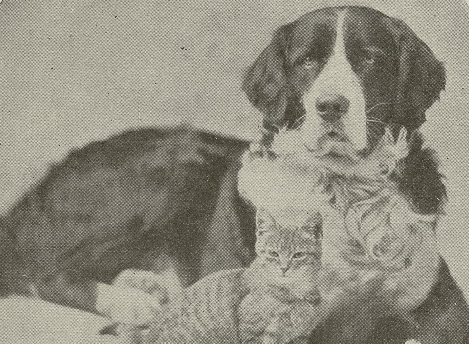Dog and cat from "A Letter to Children." From John Ptak Collection of Animal Rights and Animal Welfare Printed Education Materials.