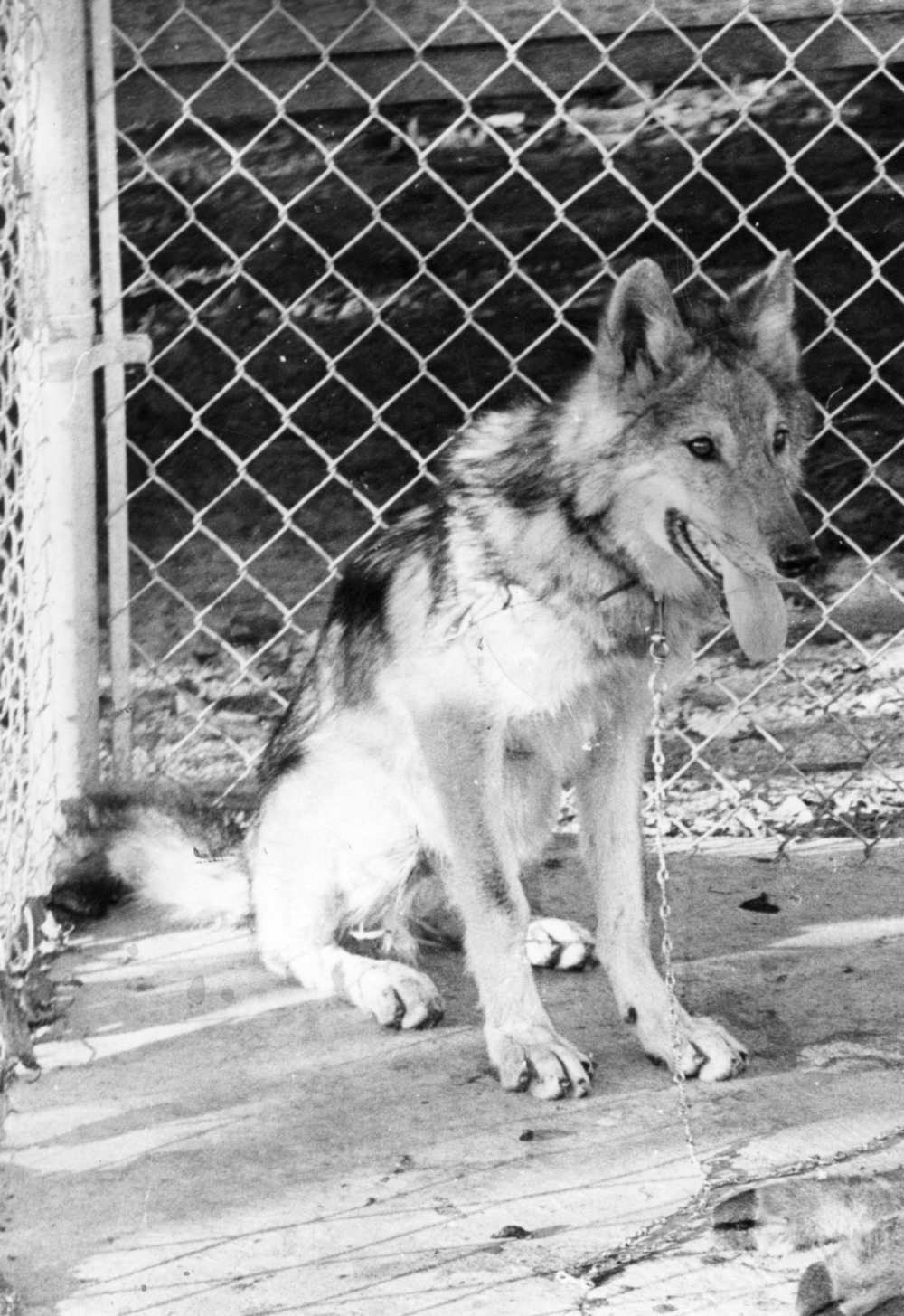 Lobo I, seen here, looked a lot closer to a wolf than his bulldog predecessors.