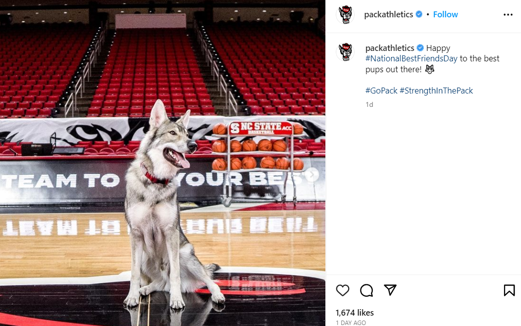 A picture of Tuffy III, taken on a basketball court, from the NC State Athletics Instagram account.