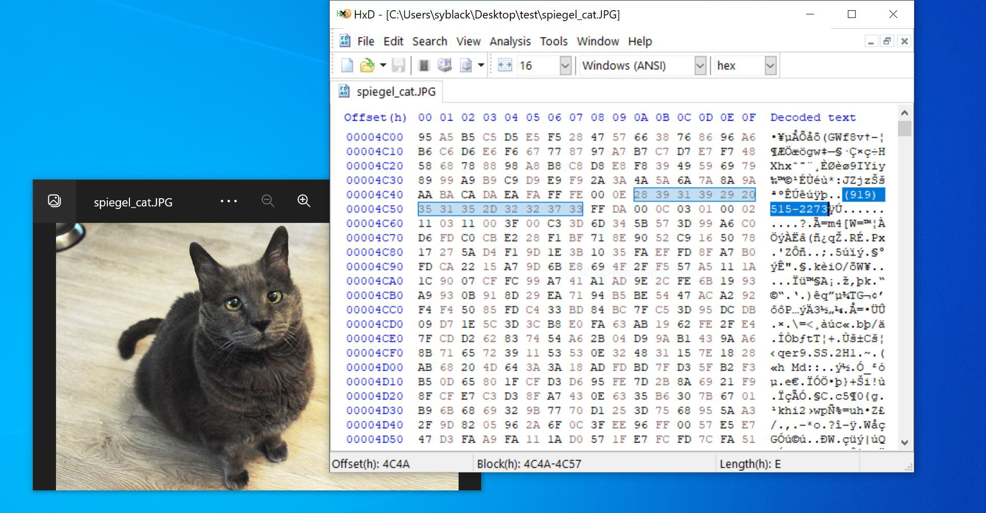 A JPEG picture of a cat open in a photo viewer and a hex editor