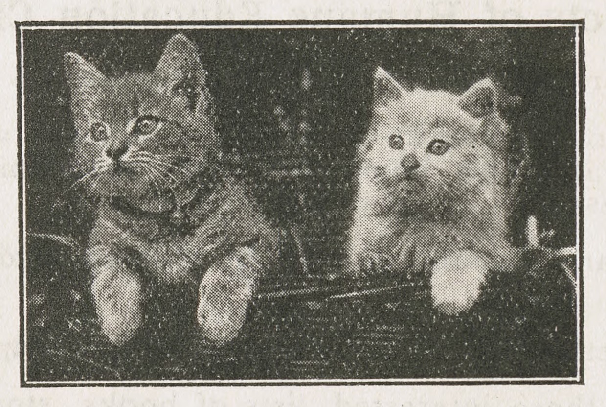Picture of kittens from “The Future is with the Children,” 1930s.