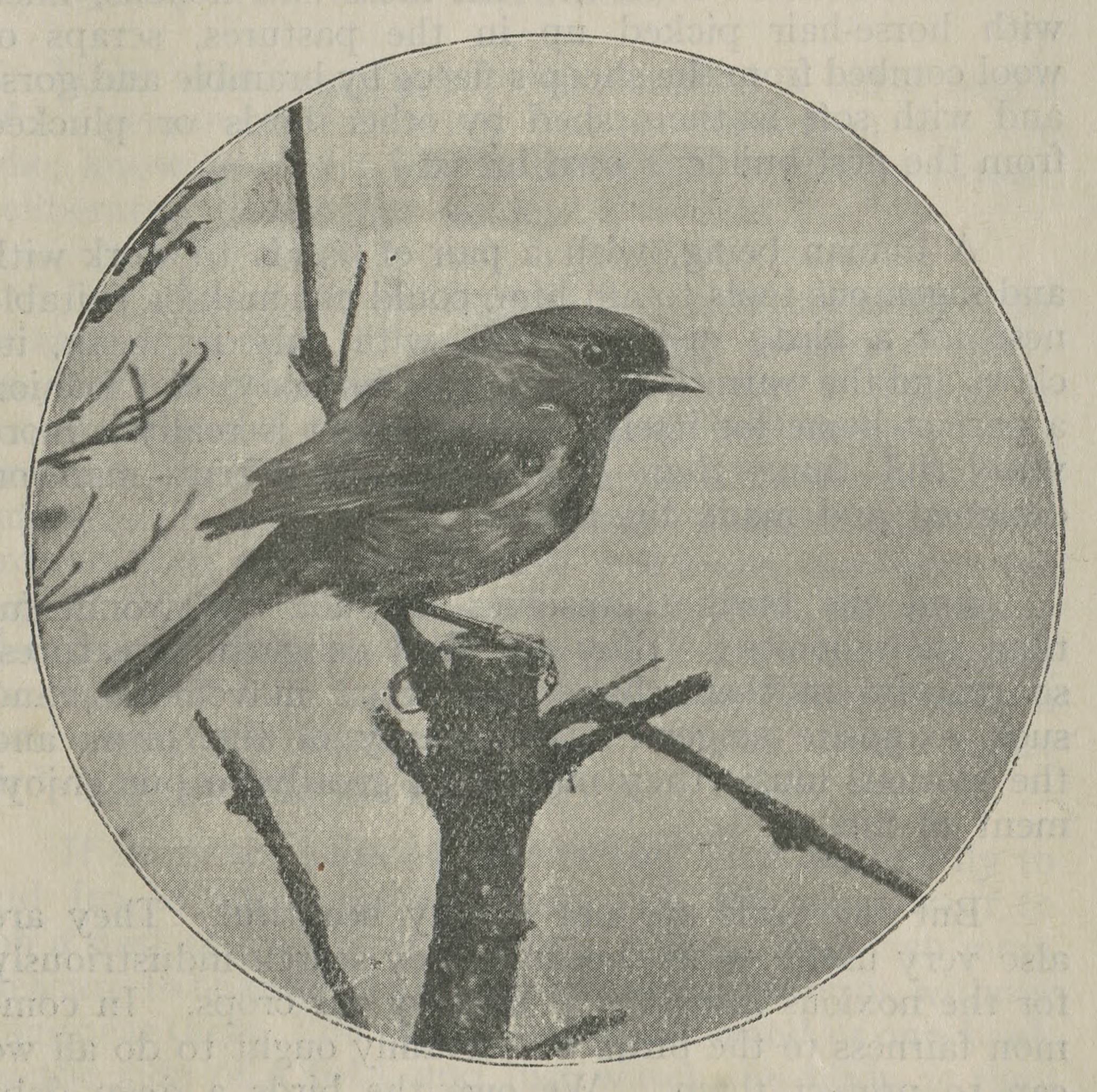 Small song bird perched on a branch, from the cover of "Robbing the Birds," a pamphlet published by the Royal Society for the Protection of Birds (date unknown).