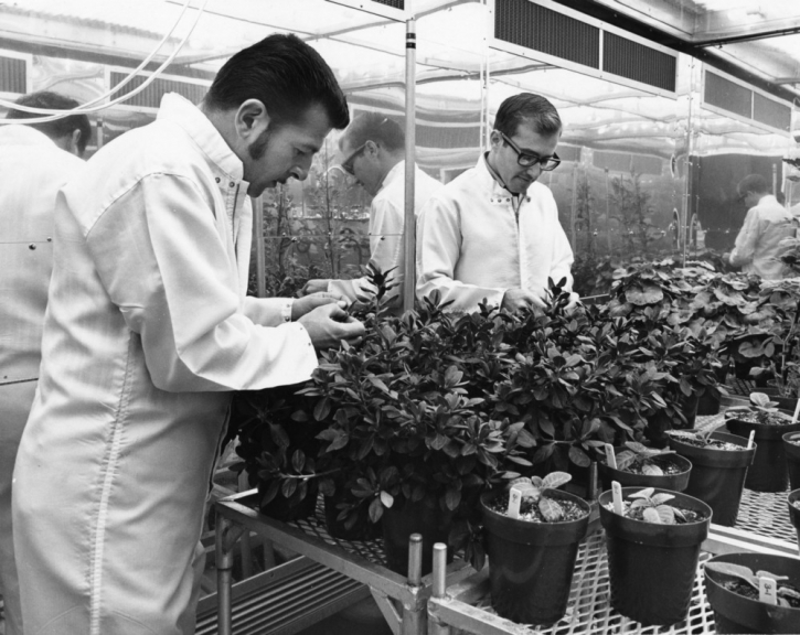 Researchers working with plants in the Phytotron, ca. 1971.