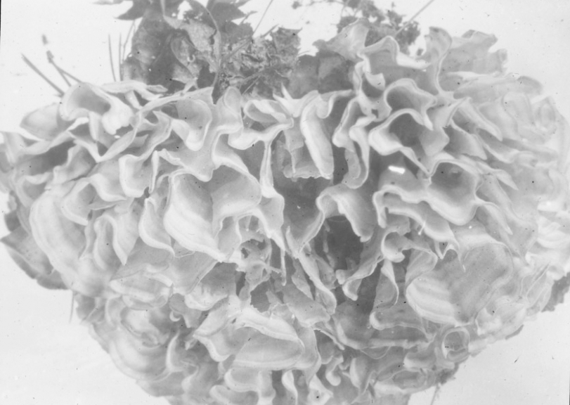 Eastern Cauliflower Mushroom (Sparassis crispa or spathulata)