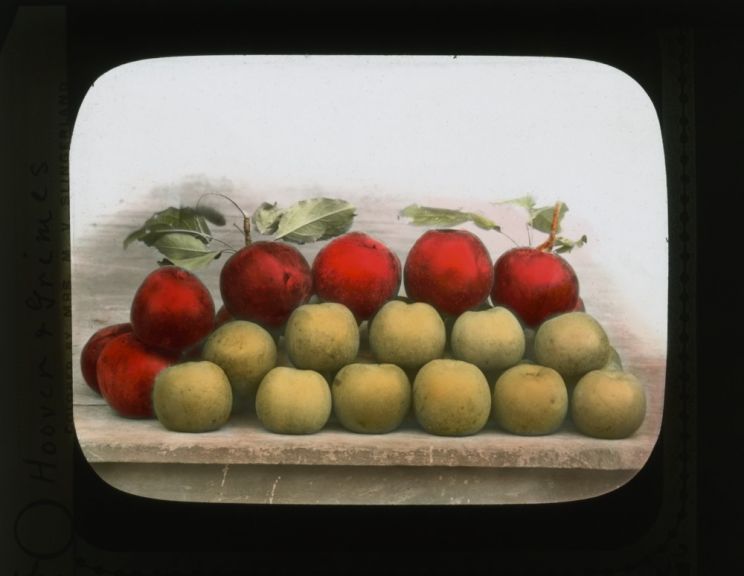 Hoover and Grimes Apples, glass lantern slide hand-colored by Effie Brown Earll Slingerland, circa 1910