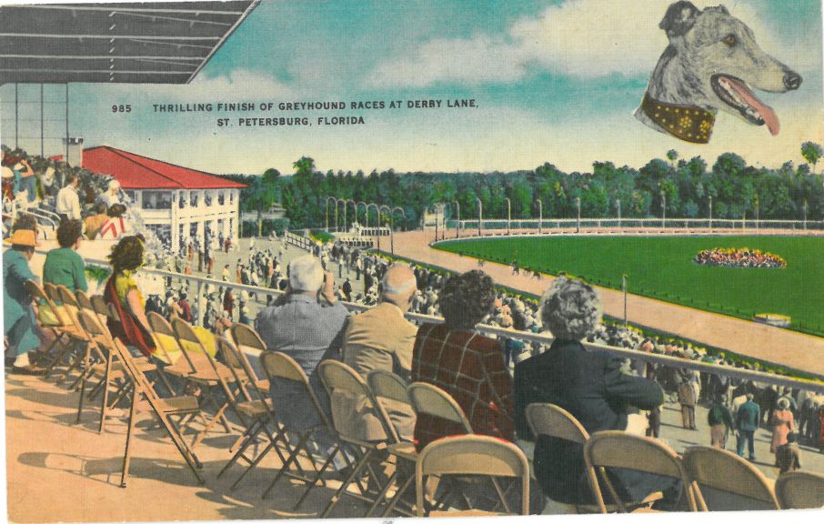 Postcard of Greyhound Races at Derby Lane, St. Petersburg, Florida
