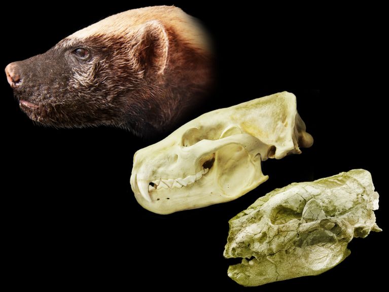 Distorted skull (bottom) of an ancient giant honey badger with a digital reconstruction of what the complete skull (middle) and life appearance (top) of what the animal would have looked like alive.