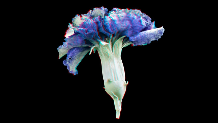 Richard Pell, Transgenic Blue Carnation, 3D anaglyphic photograph, 2015. From the series Specters of the PostNatural. Courtesy of the artist and the Center for PostNatural History.