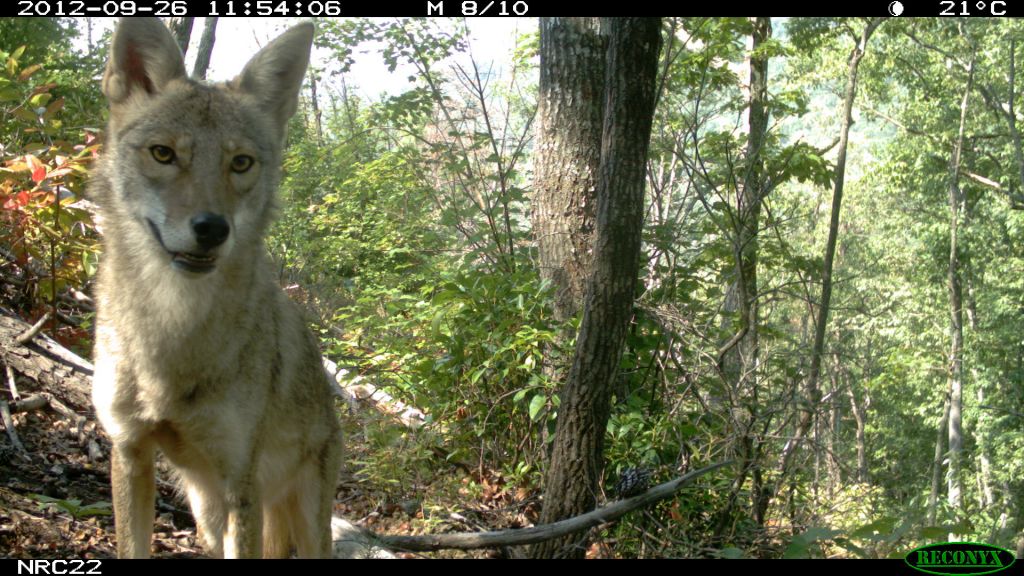 Coyote image taken by camera trap