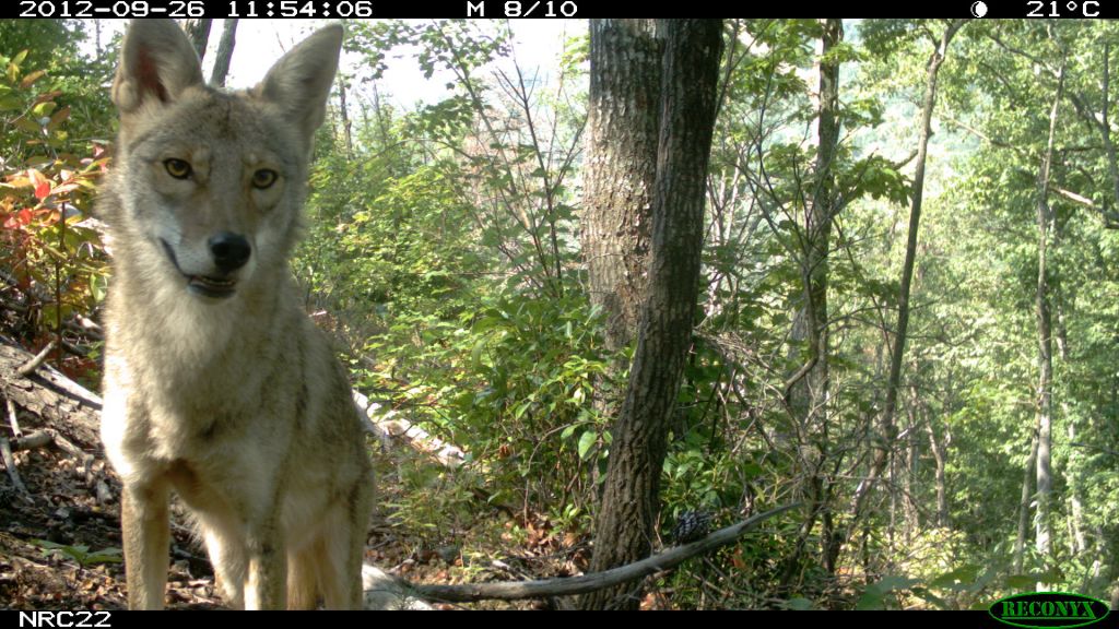 Lone Coyote