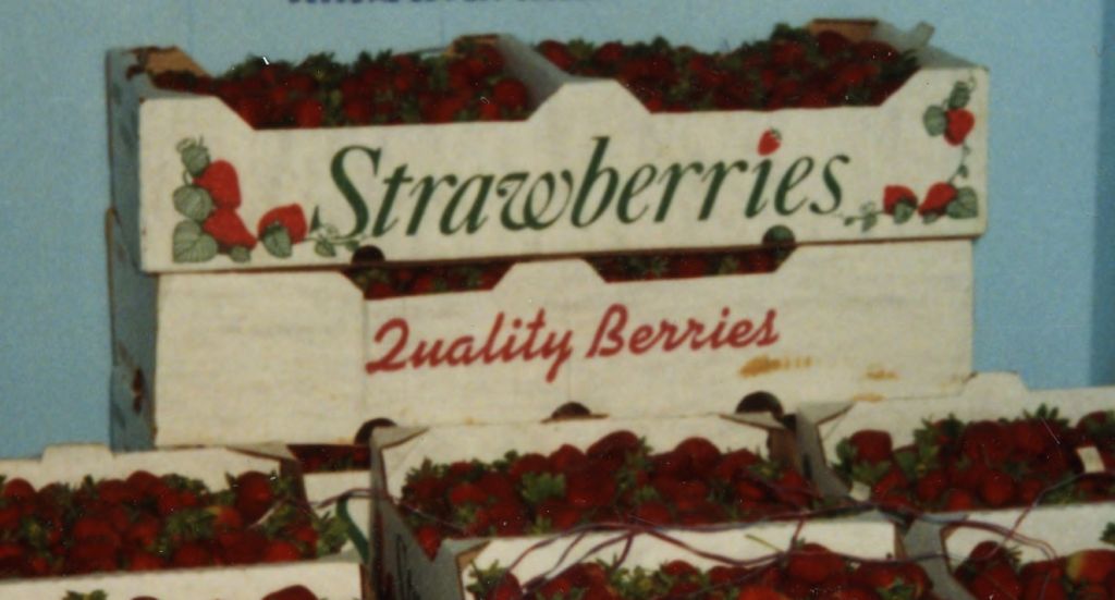 Strawberry cartons, ca. 1970.