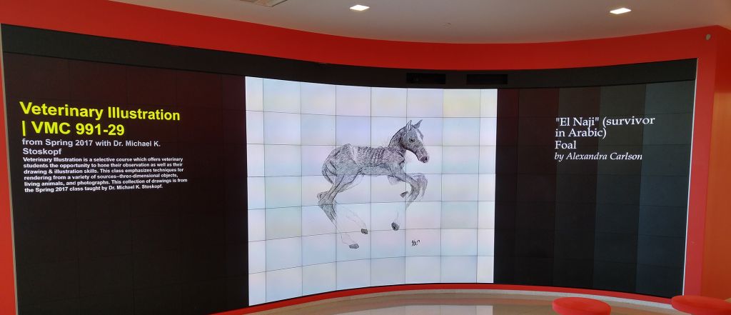 Foal displayed in the Immersion Theater.