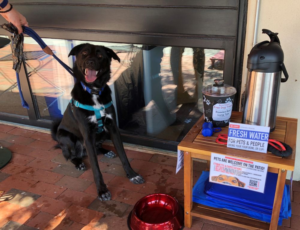Happy black lab dog next to a water bowl, with a water cooler on a table