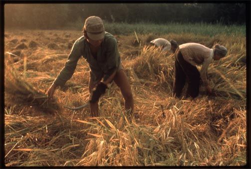 Harvesting rice near Long Xuyen in the Mekong Delta, 1987.