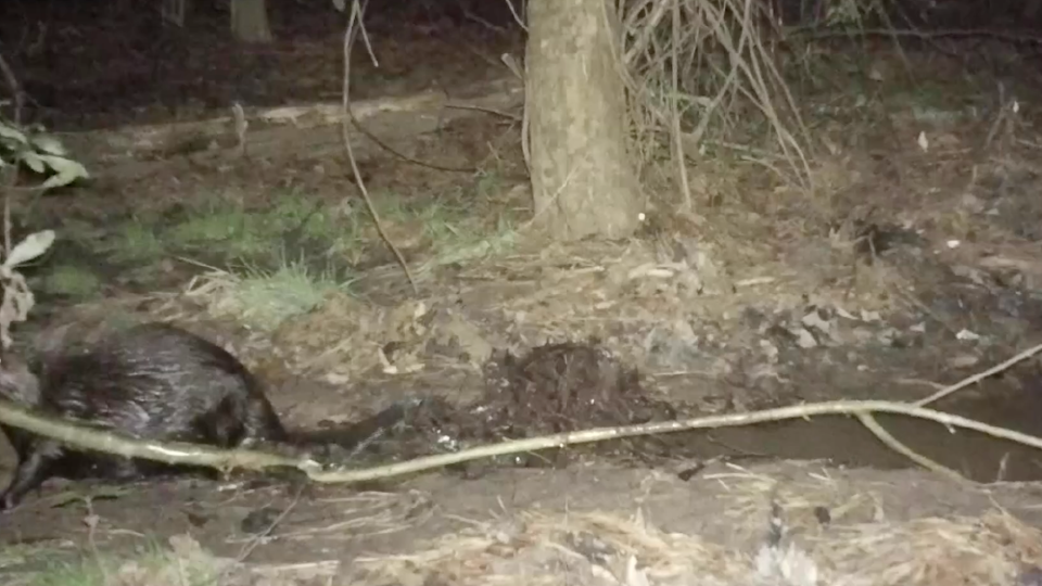 beaver carrying stick