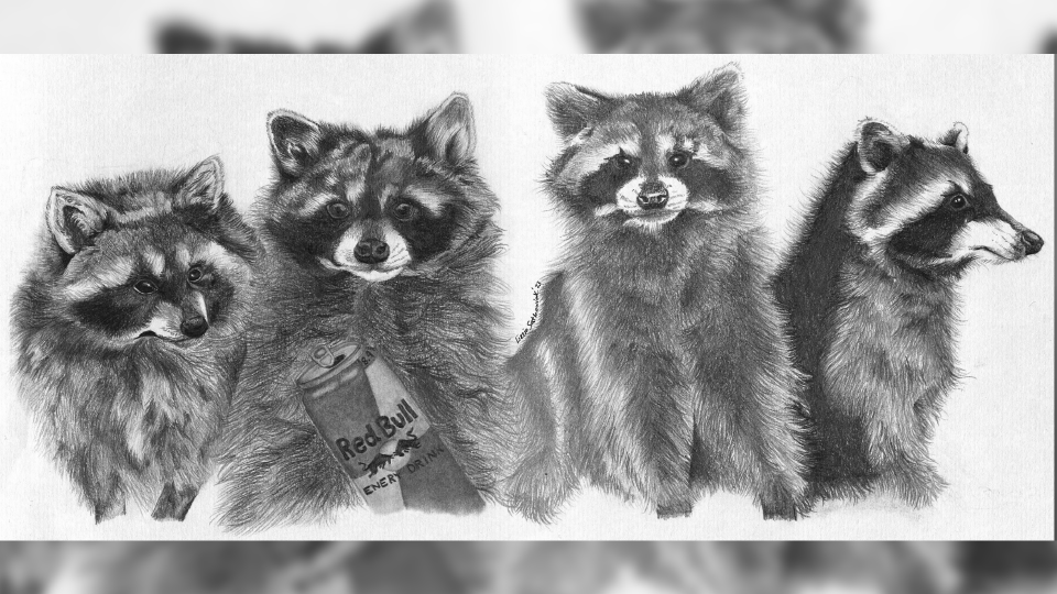 illustration of raccoons with a redbull 