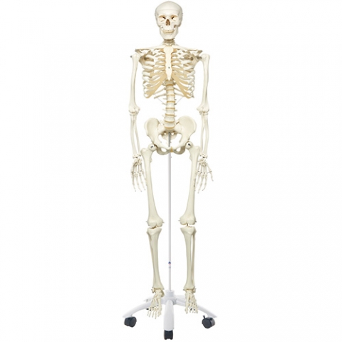 Life-sized human skeleton model.