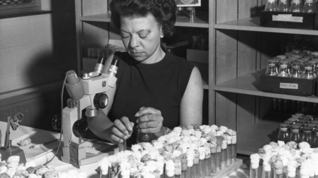 Justina Williams, first African American academic staff member at NC State. A note with the photo reads: "Counting the various mutations which result from crossing the lines of fruit flies is one of the duties of Mrs. Justina Williams, research assistant in the genetics department at NC State University."