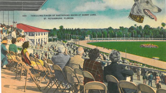 Postcard of Greyhound Races at Derby Lane, St. Petersburg, Florida