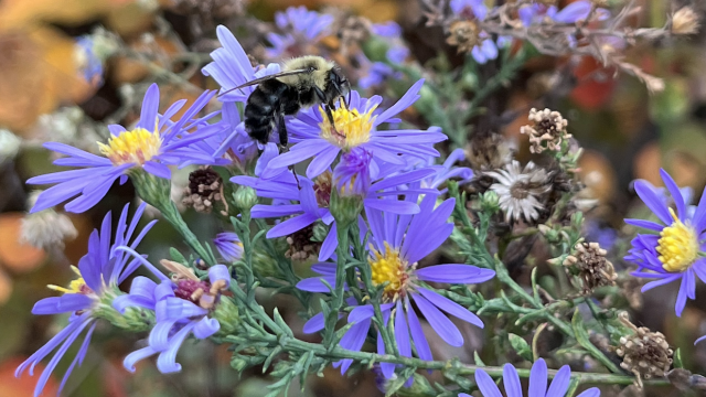 A Common Eastern Bumble Bee visiting an Aster flower in a campus pollinator garden.