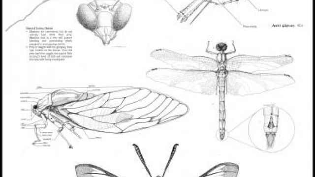 Example student illustrations of insects from the Biological Illustration course.