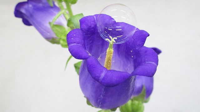 A bubble balancing on a flower's stamen