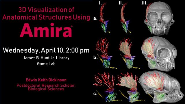 3D Visualization of Anatomical Structures Using Amira Poster