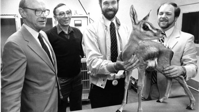 Dr. Loomis and others examining a Grant’s gazelle at the N.C. Zoo, 1985