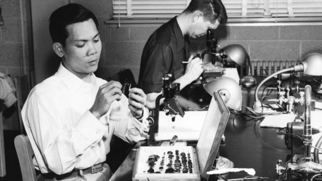 A Filipino student working with insects in an entomology lab, 1954. 