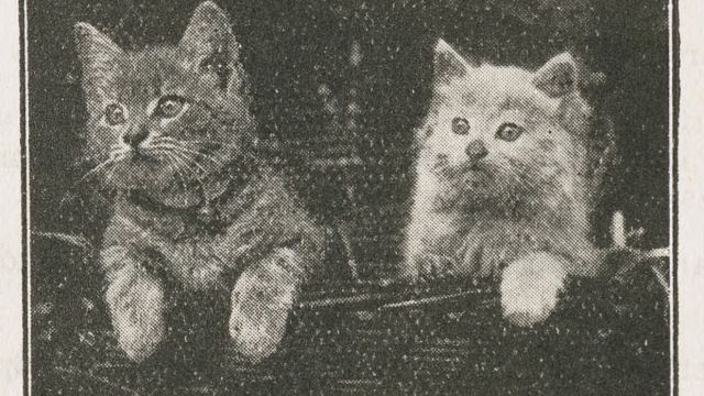 Picture of kittens from “The Future is with the Children,” 1930s.