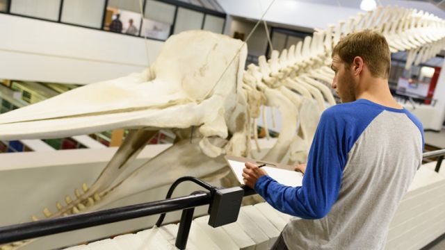 Student examining whale skull.