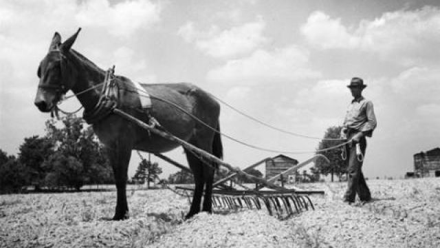An image of a horse and plow, for agricultural purposes.