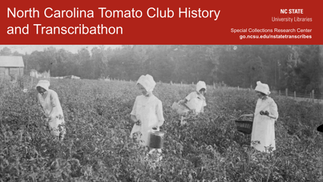 Tomato Club History