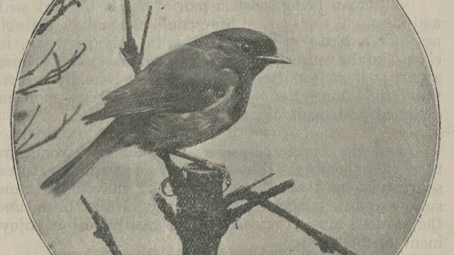 Small song bird perched on a branch, from the cover of "Robbing the Birds," a pamphlet published by the Royal Society for the Protection of Birds (date unknown).