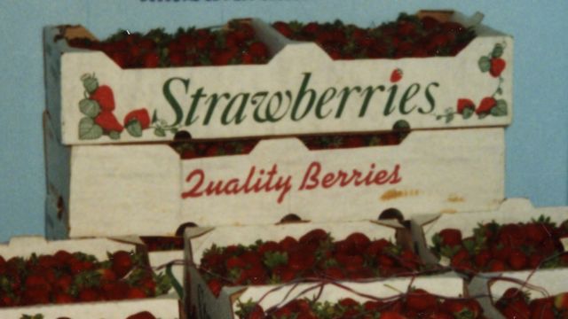 Strawberry cartons, ca. 1970.